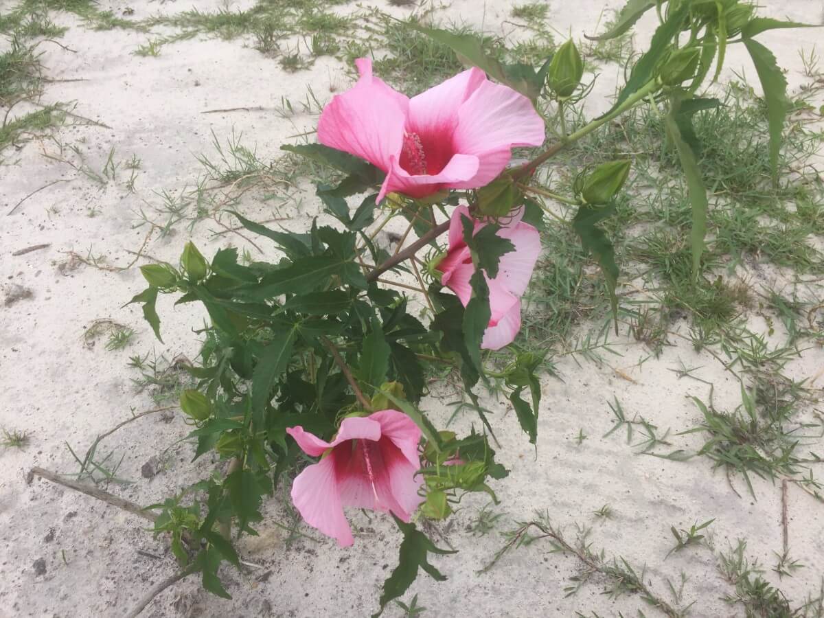 Image 136 of our new RV park in Biloxi | Allure RV Park