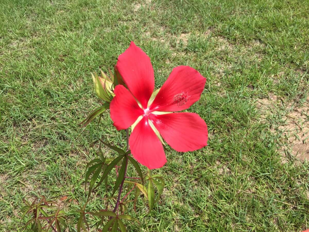 Image 2 of our new RV park in Biloxi | Allure RV Park