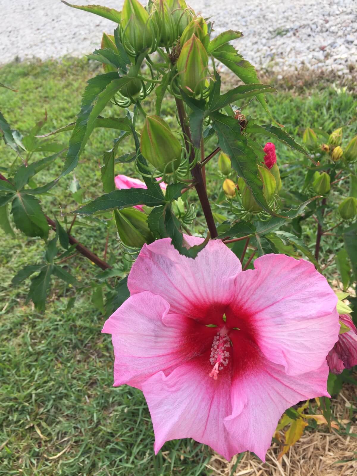 Image 8 of our new RV park in Biloxi | Allure RV Park