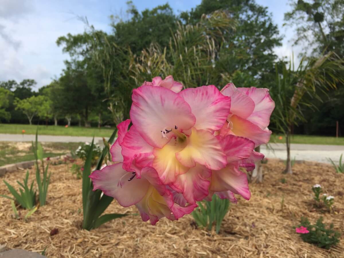 Image 114 of our new RV park in Biloxi | Allure RV Park