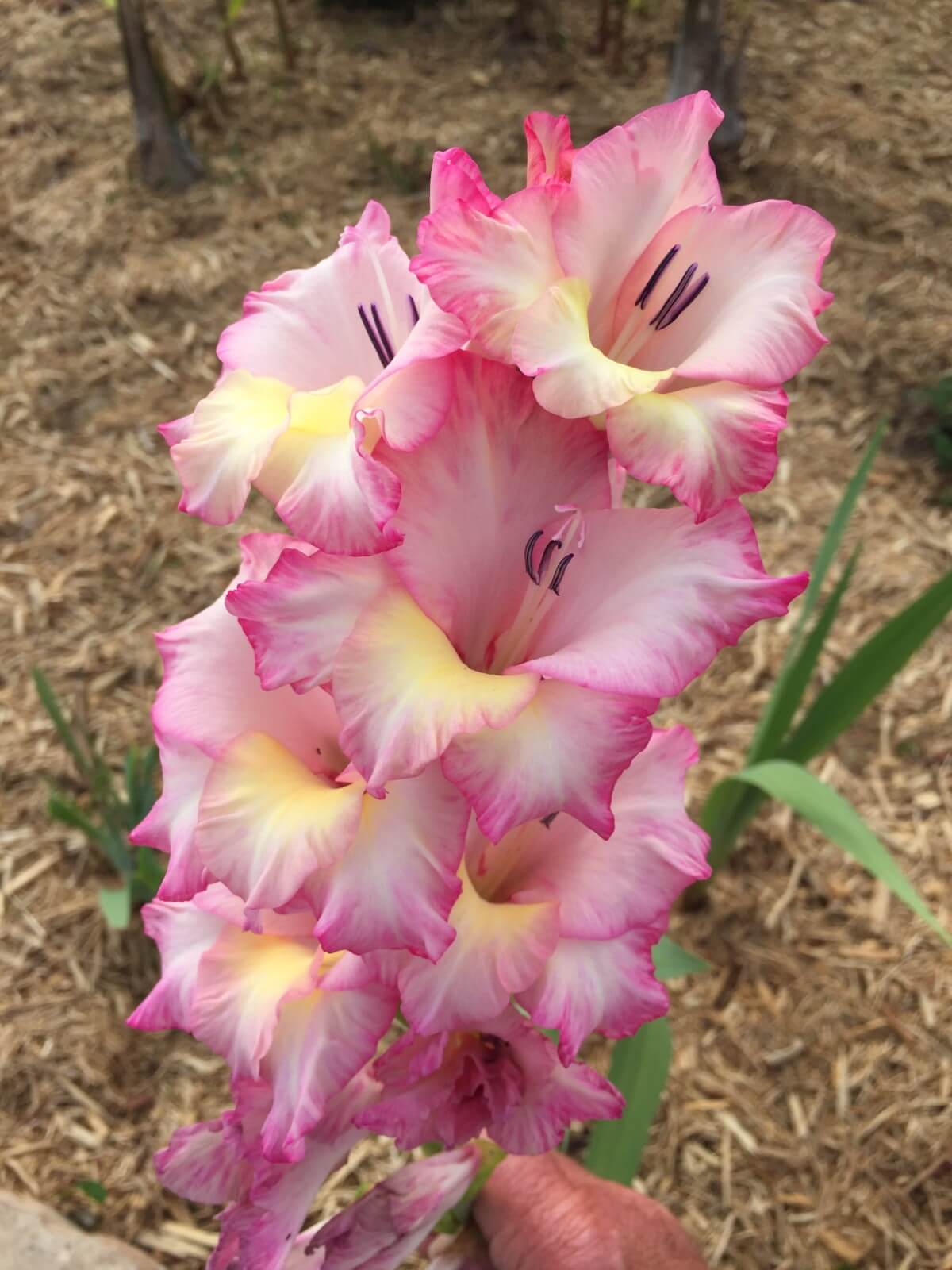 Image 137 of our new RV park in Biloxi | Allure RV Park