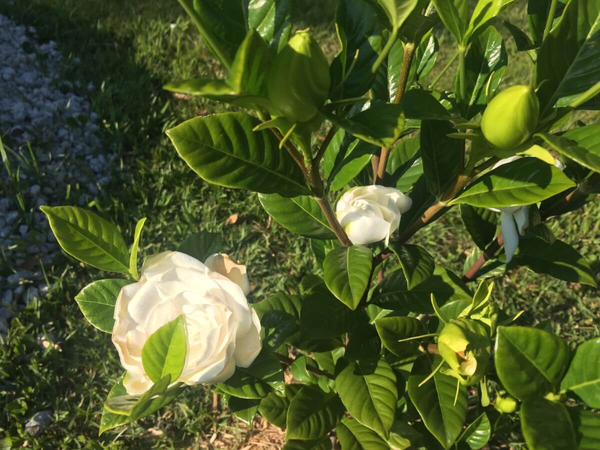 Image 52 of our new RV park in Biloxi | Allure RV Park