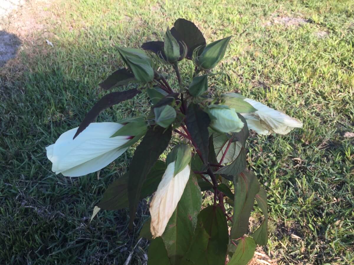 Image 64 of our new RV park in Biloxi | Allure RV Park