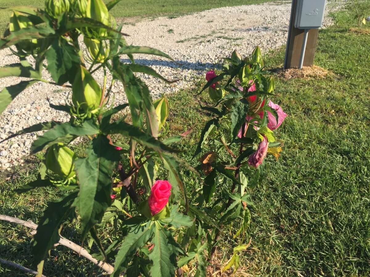 Image 30 of our new RV park in Biloxi | Allure RV Park