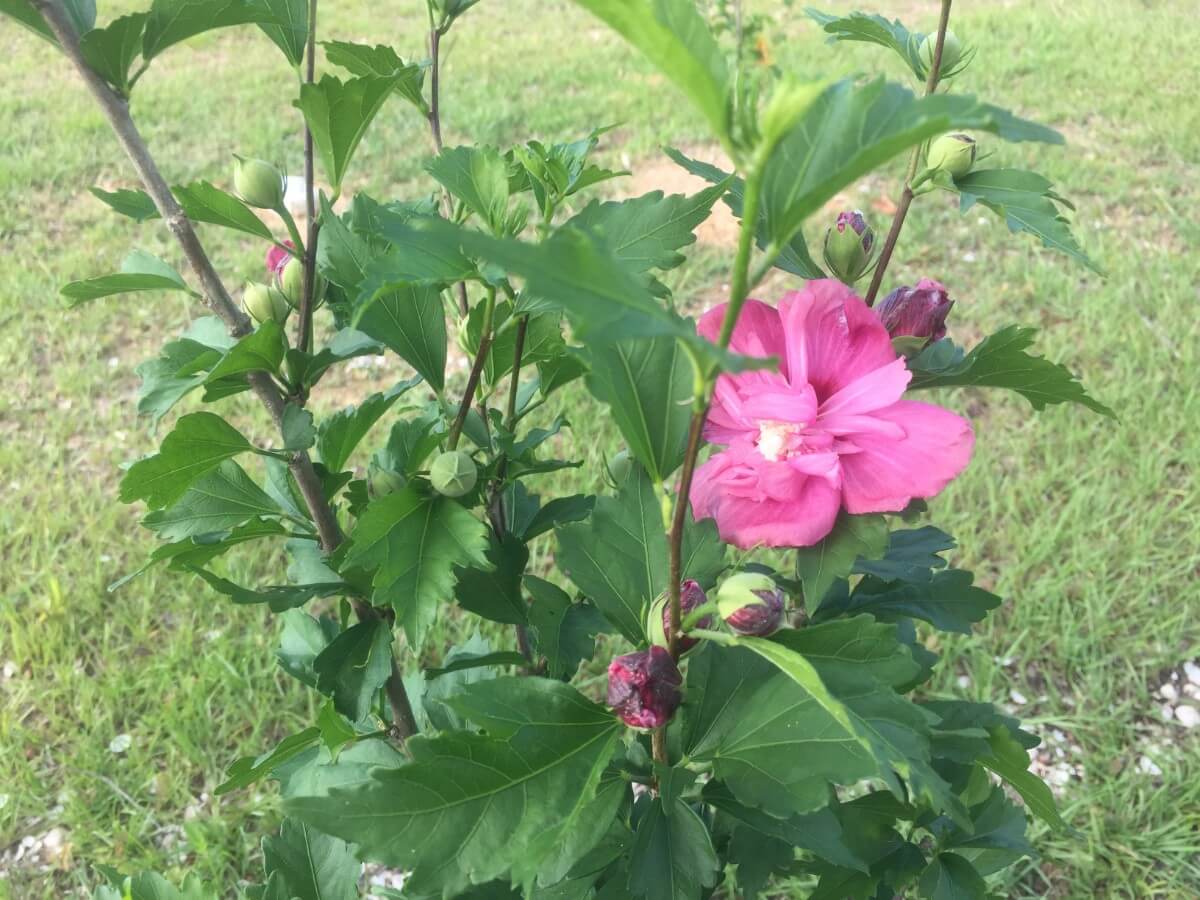 Image 40 of our new RV park in Biloxi | Allure RV Park