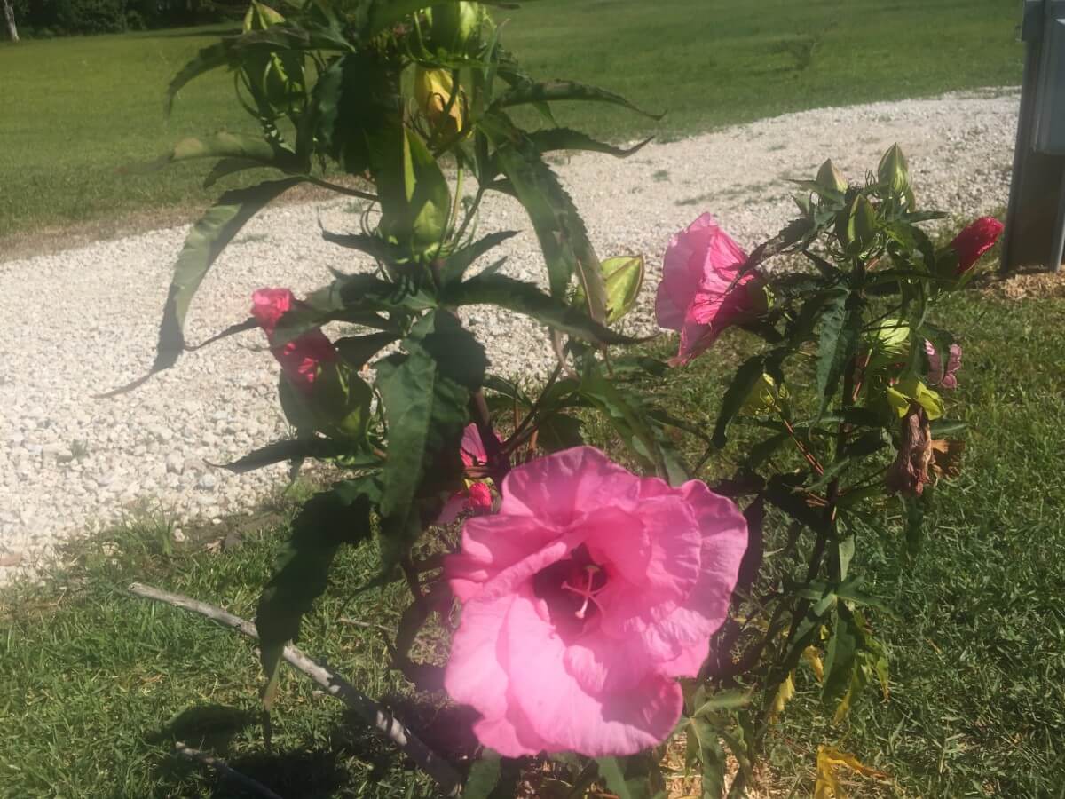 Image 101 of our new RV park in Biloxi | Allure RV Park