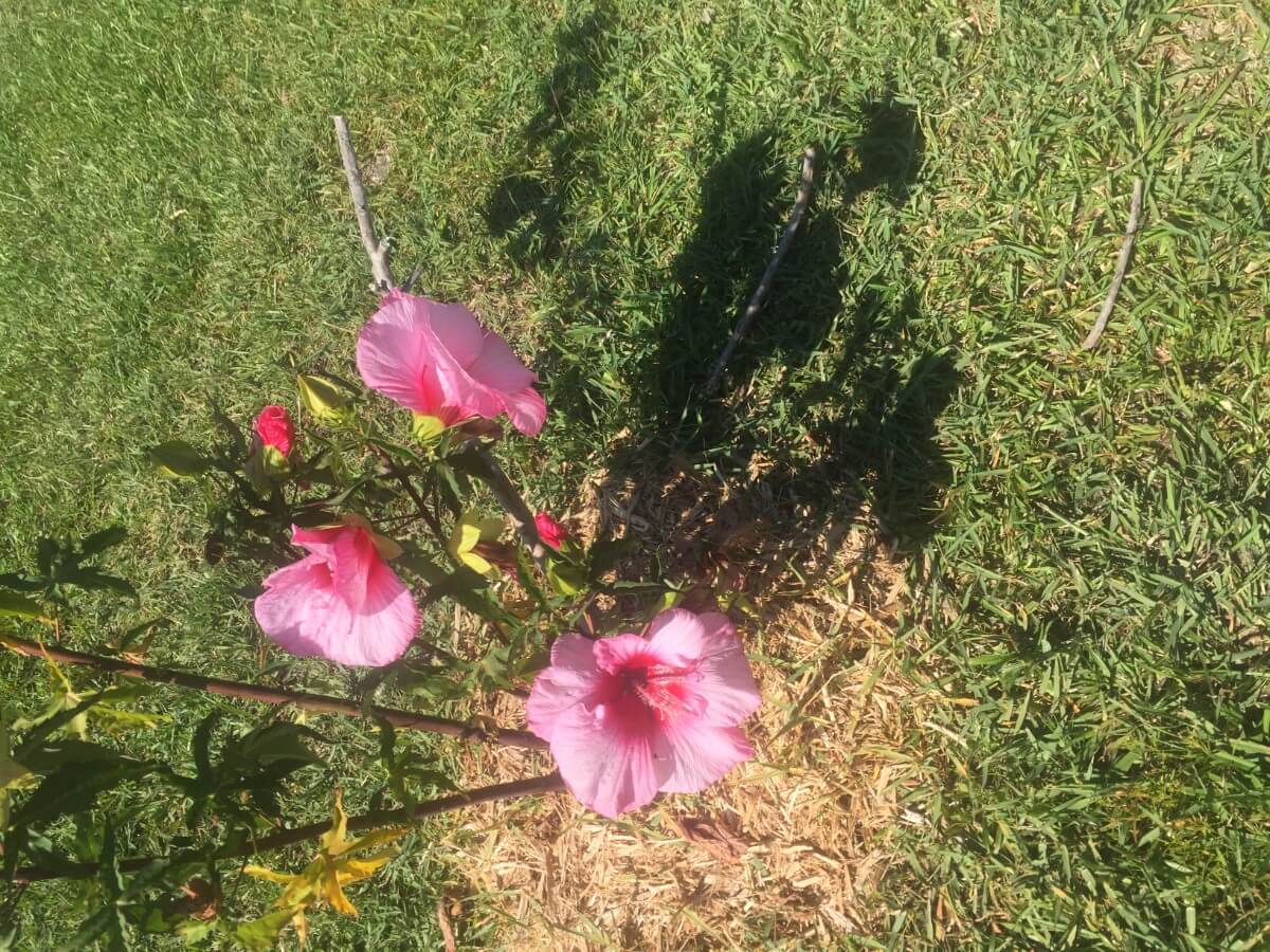 Image 81 of our new RV park in Biloxi | Allure RV Park