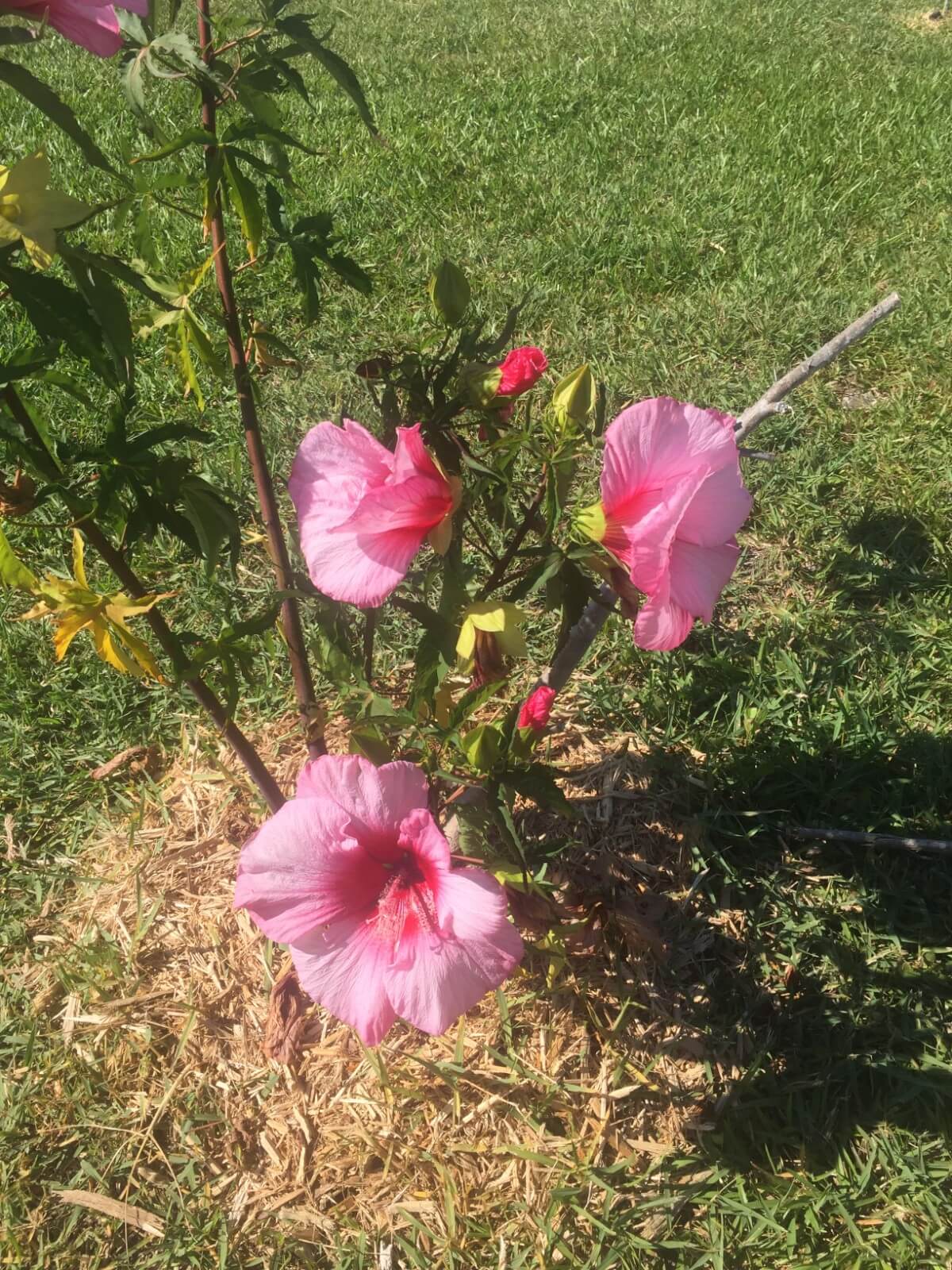 Image 92 of our new RV park in Biloxi | Allure RV Park