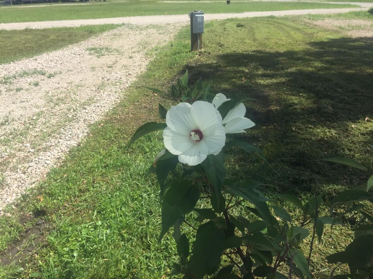 Image 90 of our new RV park in Biloxi | Allure RV Park